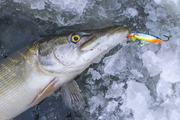Vinter Fiske Koncept Gädda Fisk Isen Hål Snö — Stockfoto