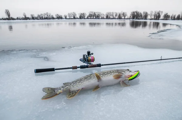 Pike Fish Lies Snow Winter Ice Fishing — Stock Photo, Image