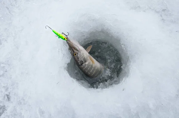 Winter ice fishing. Pike fish in ice hole on snow.