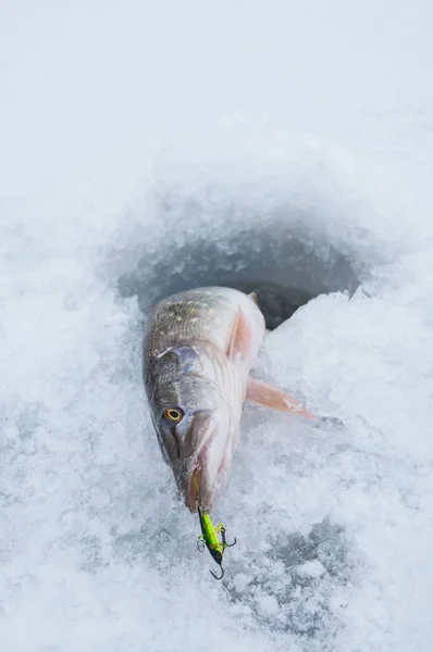 Pesca Gelo Inverno Peixe Pique Buraco Gelo Neve — Fotografia de Stock