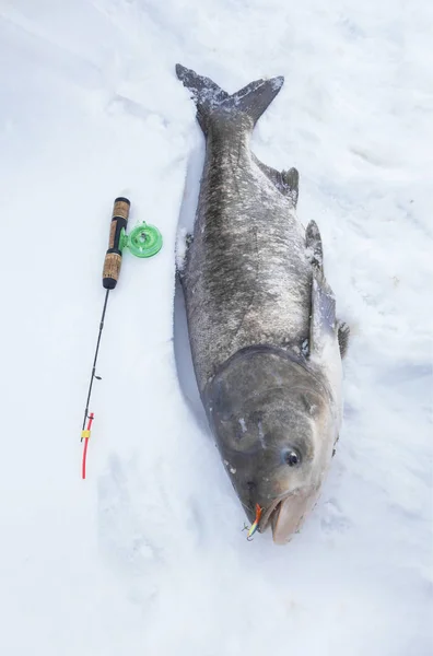 Una Gran Carpa Plata Nieve Trofeo Pesca Invierno Hielo — Foto de Stock