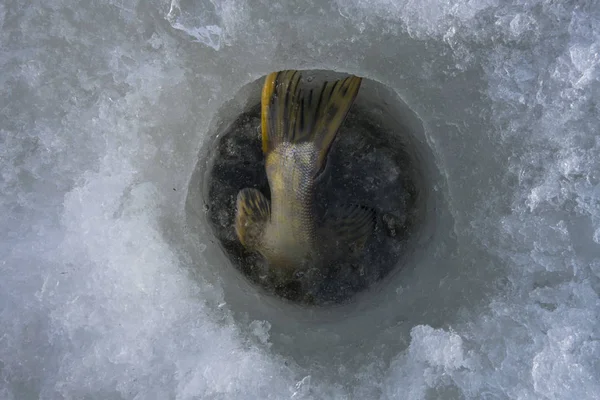 Pesca Inverno Gelo Pique Buraco Gelo — Fotografia de Stock