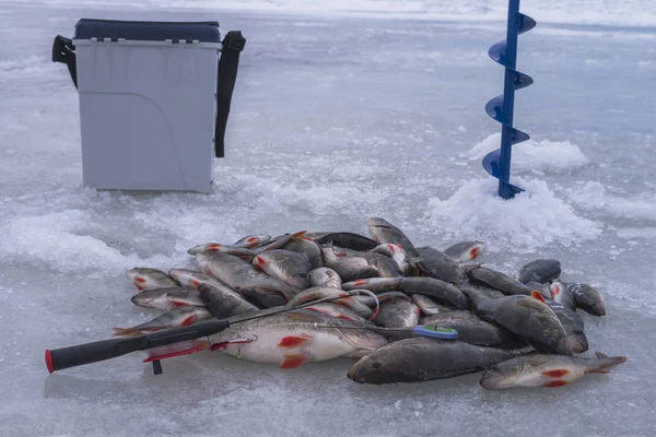 Ice Winter Fishing Perch Fish Snow — Stock Photo, Image