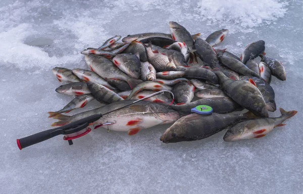 Eiswinterangeln Barsche Auf Schnee — Stockfoto