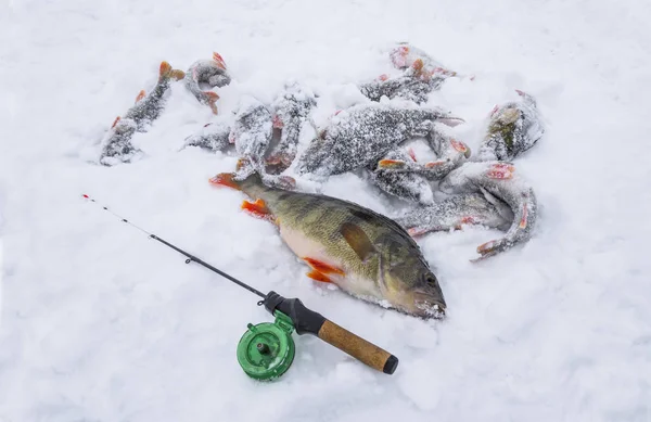 Barsch Liegt Auf Schnee Eisfischen Winter — Stockfoto