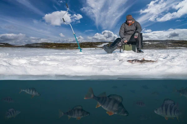 冬の釣りの背景 アクションで漁師 湖魚の軍隊の上で雪に覆われた氷からスズキ魚を捕る 水の上と下のダブル ビュー — ストック写真