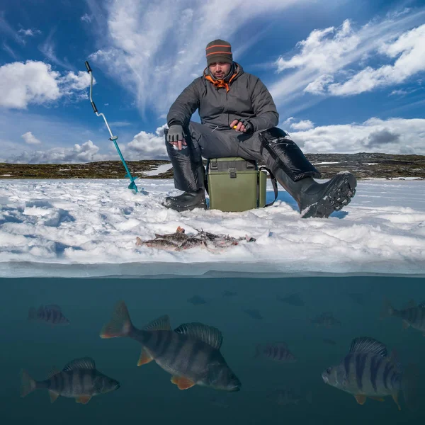 Winter Fishing Background Fisherman Action Catching Perch Fish Snowy Ice — Stock Photo, Image