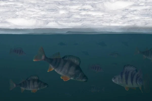 Зимняя Рыбалка Войско Окуней Воде Видом Льда — стоковое фото