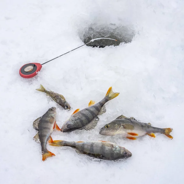 Zimní Ice Rybolov Koncept Okoun Říční Ryby Náčiní Leží Sněhu — Stock fotografie