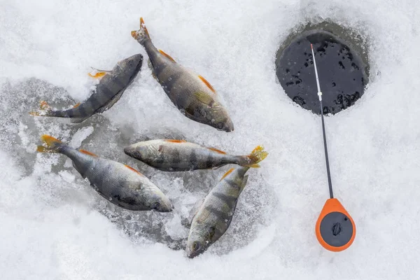 Winter Ice Fishing Concept Perch Fish Tackle Lies Snow — Stock Photo, Image