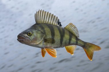 Doğal su arka plan üzerinde izole levrek balık kupa