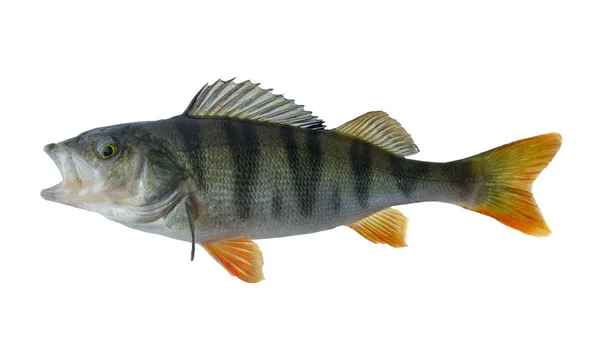 Πέρκα Ψάρι Τρόπαιο Που Απομονώνονται Λευκό Φόντο Perca Fluviatilis — Φωτογραφία Αρχείου