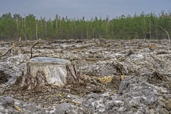 Deforestación Trozo Árbol Después Cortar Bosque — Foto de Stock