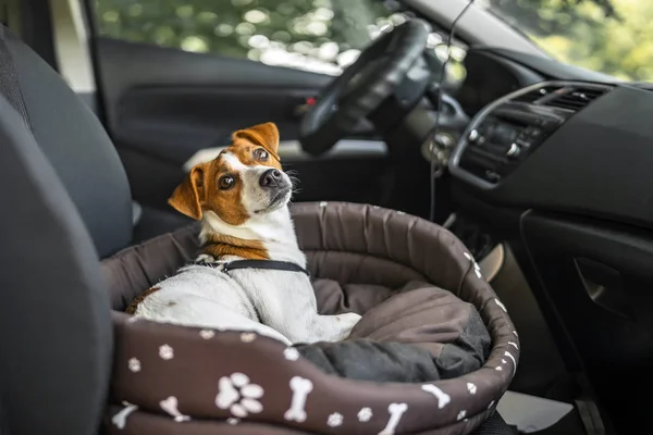 Jack Russell Terrier tembel köpek yatakta. Bir araba yolculuğu zevk evde beslenen hayvan