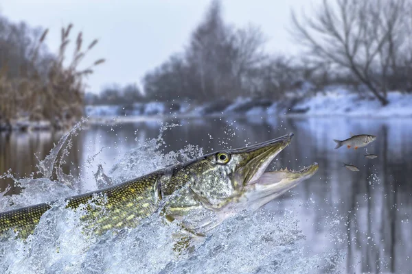 Pesca Invierno Gran Pez Lucio Saltando Con Salpicaduras Agua — Foto de Stock