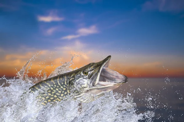 Pesca Pesce Luccio Grande Che Salta Con Spruzzi Acqua — Foto Stock