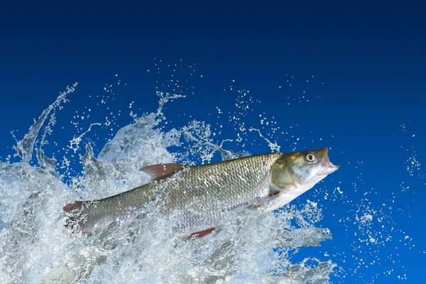 Pêche Asp Poisson Sautant Avec Éclaboussures Dans Eau — Photo