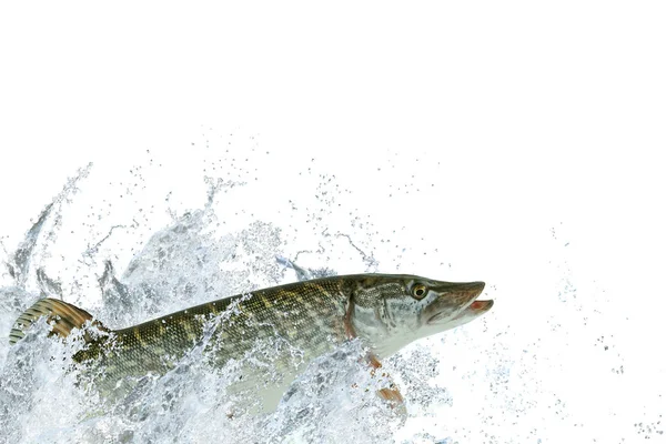 Szczupak Ryba Skoki Zalewaniem Izolowana Białym Tle — Zdjęcie stockowe