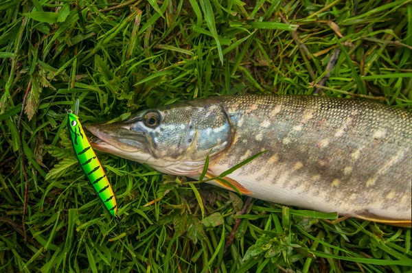 Trofeo Pesce Luccio Con Esca Pesca Nella Mascella — Foto Stock