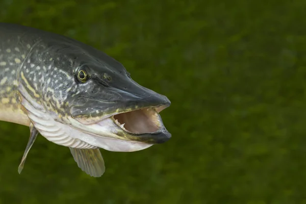 Pesca Testa Pesce Luccio Vivo Isolato Sfondo Verde Naturale — Foto Stock