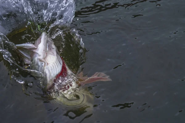 パイクの魚のしぶきが付いている水でトロフィー — ストック写真