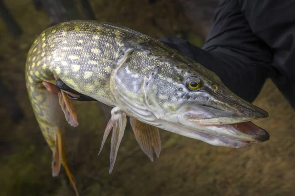 Pike Ryby Ruce Rybář Vodě Rybářská Pozadí — Stock fotografie