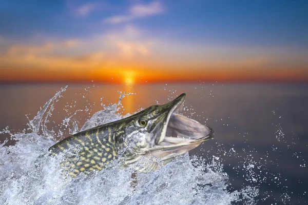 Pesca Pesce Luccio Grande Che Salta Con Spruzzi Acqua — Foto Stock