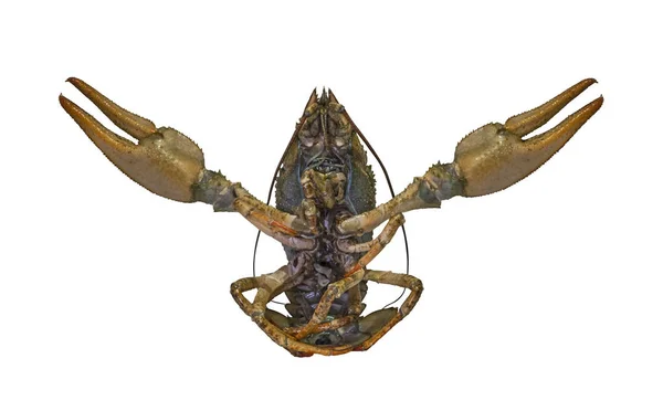 Crayfish Crawfish Hidup Terisolasi Latar Belakang Putih — Stok Foto