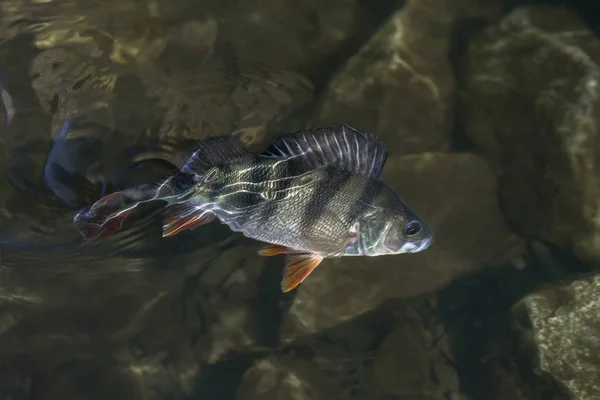 Trofeo Pesce Persico Acqua Fondo Pesca — Foto Stock