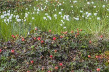 Olgun cloudberry. Doğal ortamda olgun çilek