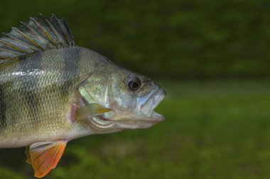 Doğal yeşil arka plan üzerinde izole levrek balığı