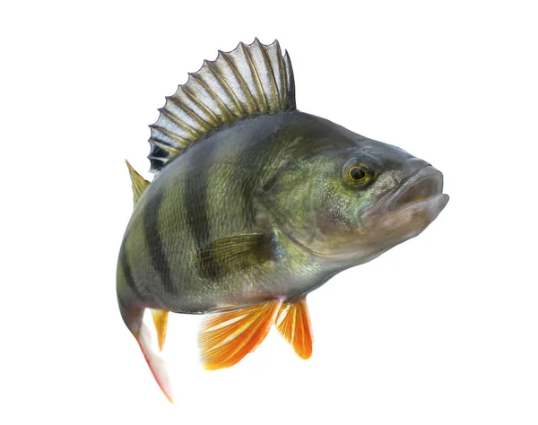 Okoun Říční Ryby Trofej Izolovaných Bílém Pozadí Perca Fluviatilis — Stock fotografie