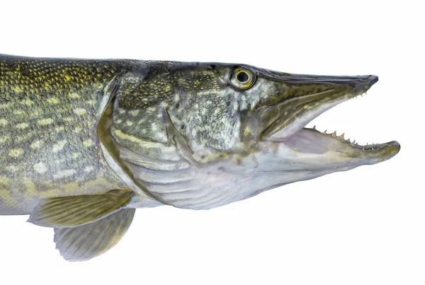 Rybaření Vedoucí Ryb Živých Pike Izolovaných Bílém Pozadí — Stock fotografie