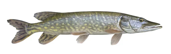 Pike Ψάρι Τρόπαιο Που Απομονώνονται Λευκό Φόντο — Φωτογραφία Αρχείου