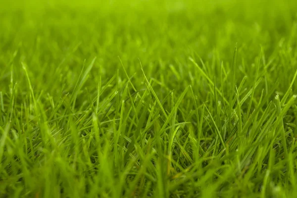 Tle Zielonej Trawy Zbliżenie Nieostrość Tekstury — Zdjęcie stockowe