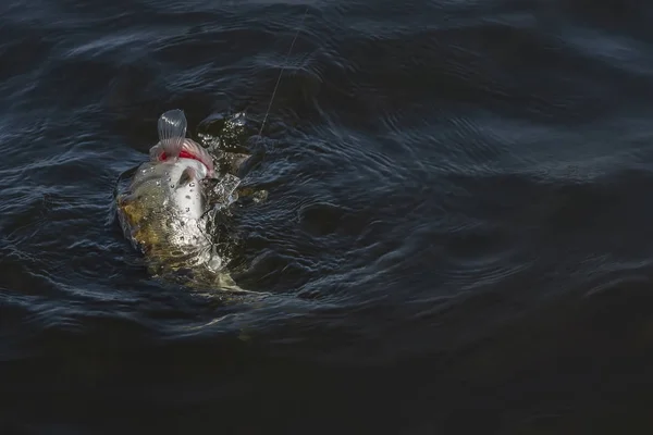 Pesca Zander Walleye Pesce Che Salta Con Spruzzi Acqua — Foto Stock