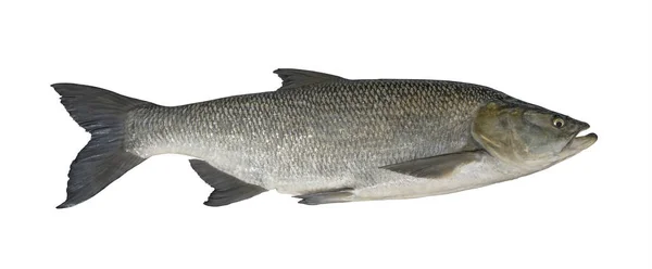 Aspirationsfischen Großer Seeteufel Isoliert Auf Weißem Hintergrund — Stockfoto