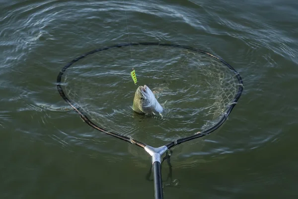 エリアのマス釣り 水のランディング ネットで魚を取ってサーモン — ストック写真