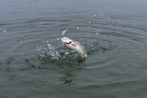 Area trout fishing. Caught salmon fish jump in water with splashing