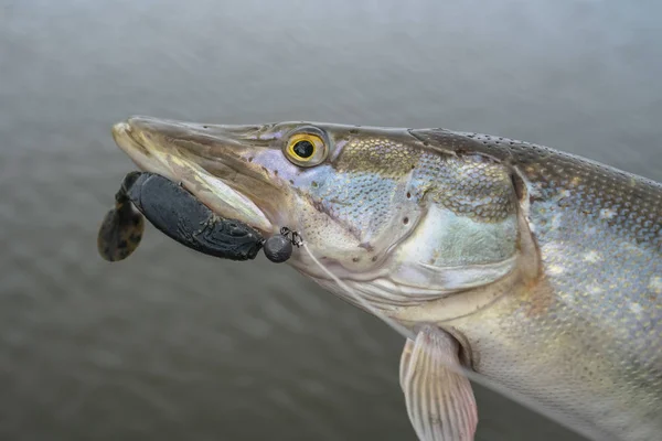 Caught Pike Fish Trophy Water Close Fishing Background — Stock Photo, Image