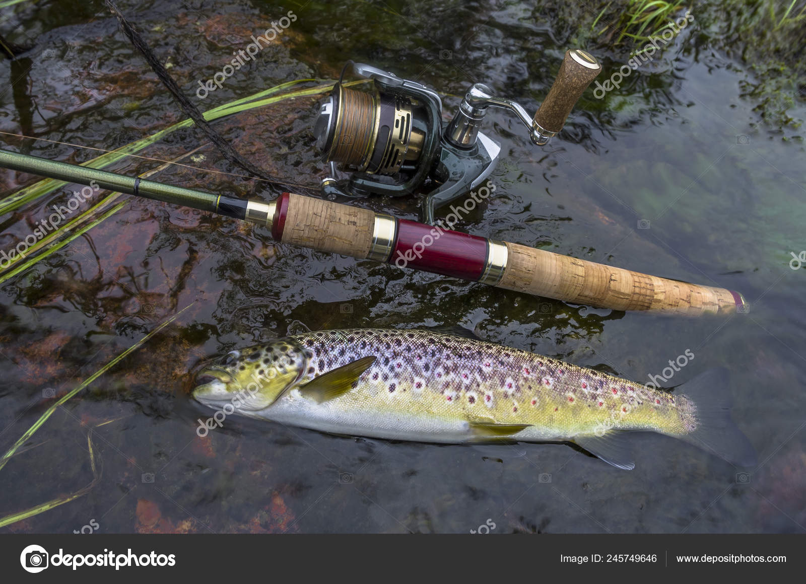 trout spinning rod