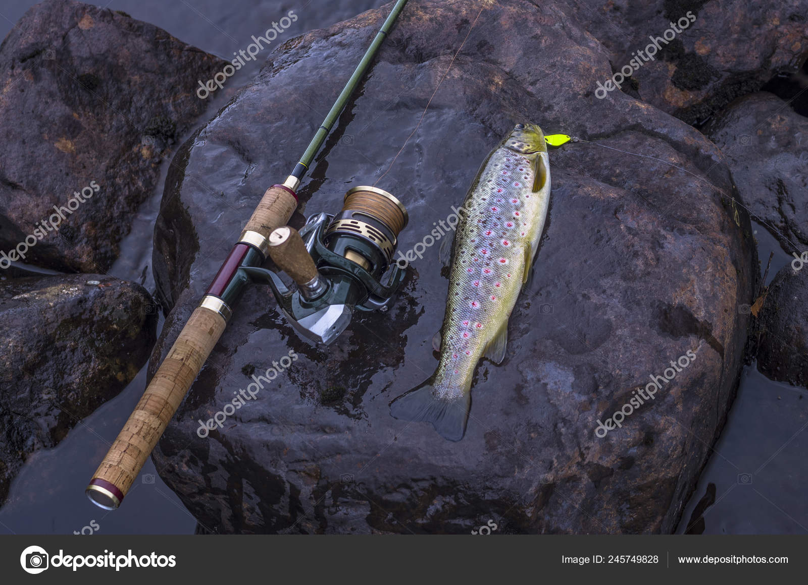 Caught Brown Trout Fishing Spinning Rod River Stone Stock Photo by