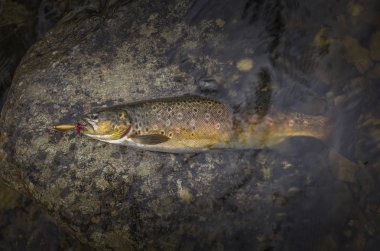 Dere taşı üzerinde kahverengi alabalık balık yakaladı