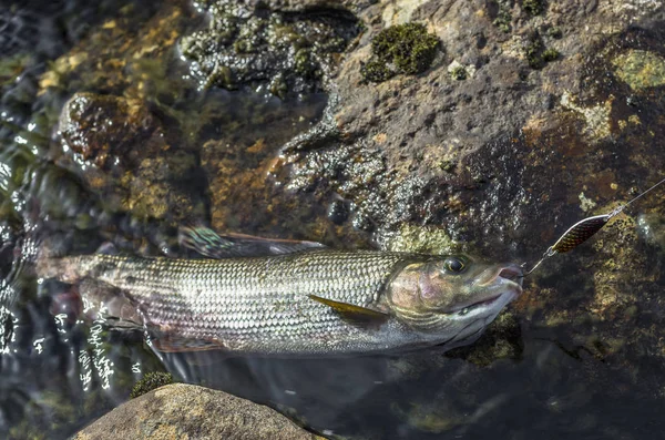 Grayling Fish Water River Stones Fishing Wild River — Stock Photo, Image