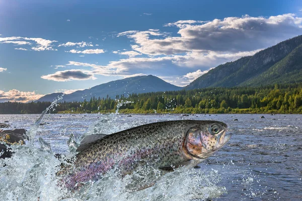 Hengelsport Regenboog Forel Vissen Springen Met Spetteren Water — Stockfoto