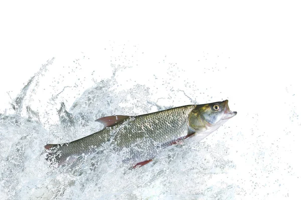 Pêche Asp Poisson Sautant Avec Éclaboussures Dans Eau — Photo