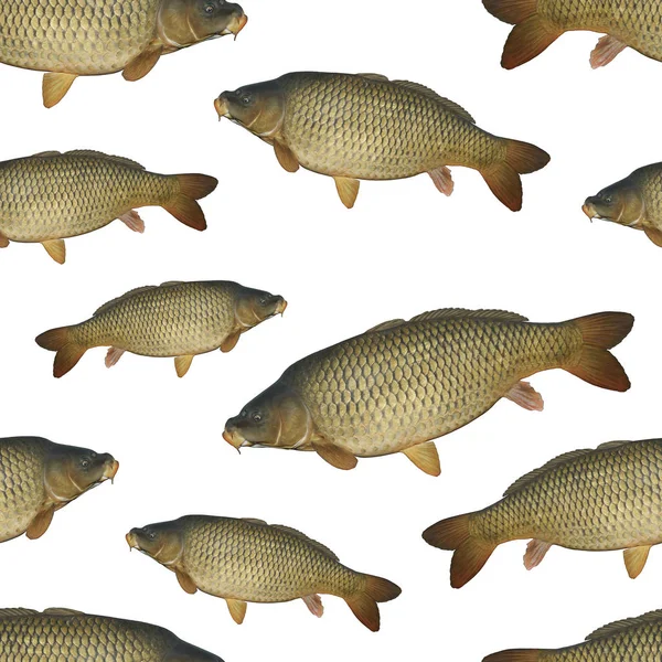 Fishing seamless pattern of fish. Background from carp fish isolated on white.