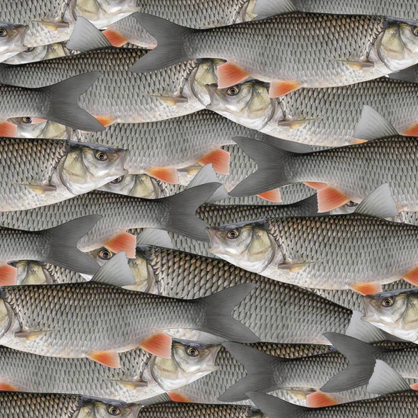 Fishing seamless pattern of fish. Background from chub fish