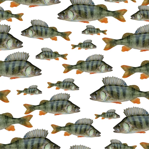 Fischerei Nahtlose Muster Von Fischen Hintergrund Von Barschen Isoliert Auf — Stockfoto