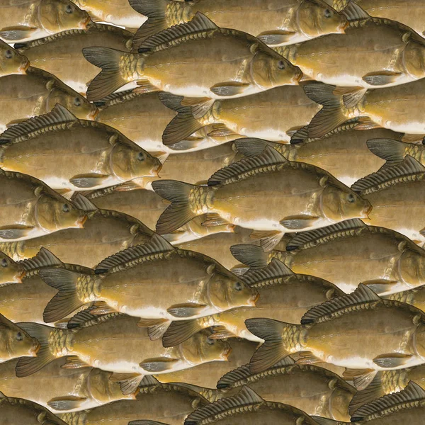 釣り魚のシームレスなパターン 鏡鯉魚から背景 — ストック写真